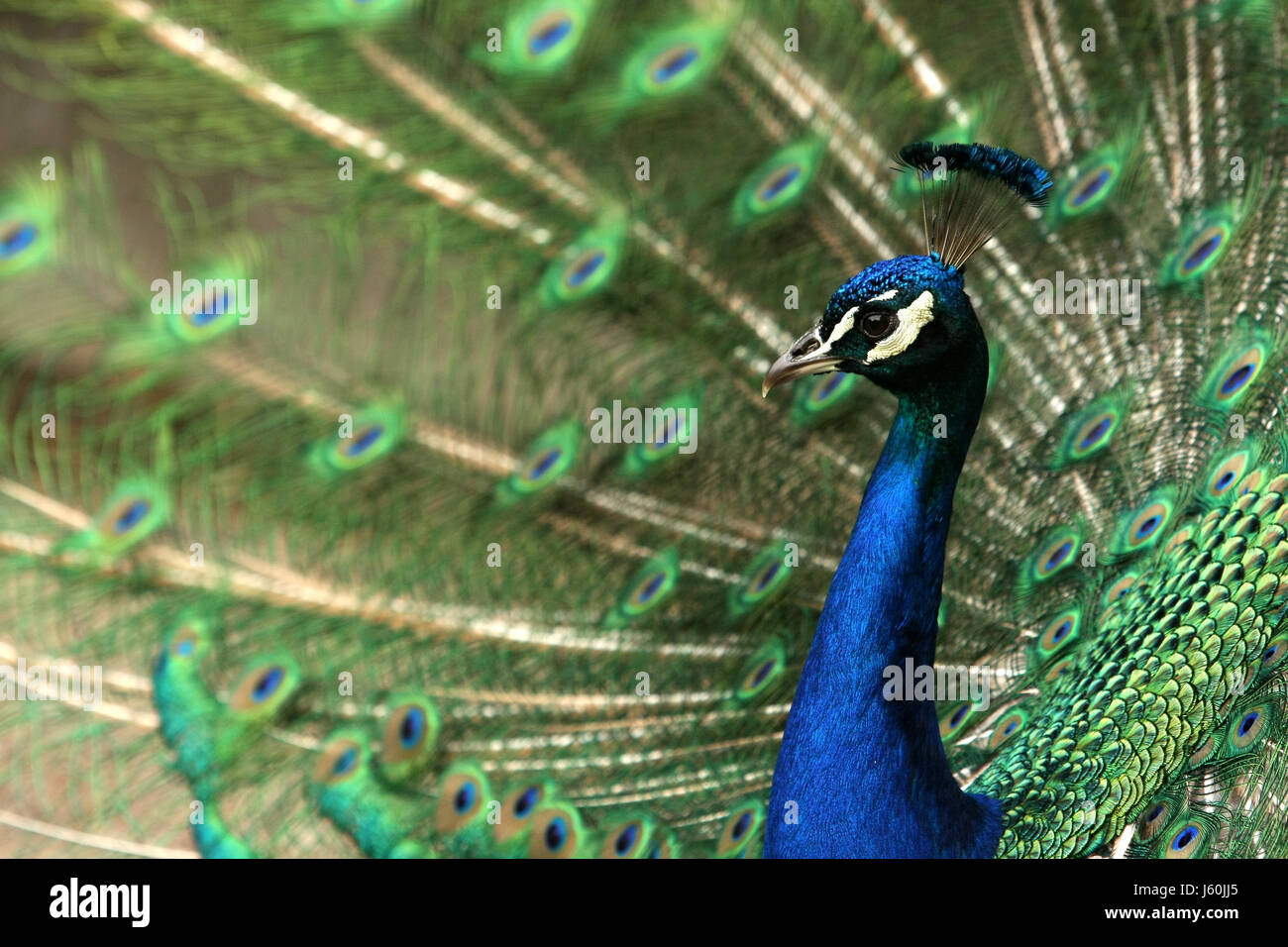 Blauer Vogel Vögel edle Pfau eitle Fasan stolz stolz machen blau Rad Vogel Stockfoto