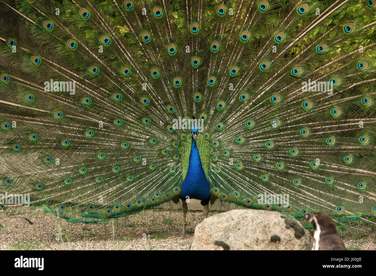 Blauer Vogel grün gefärbt bunte wunderschöne vielfältige farbenprächtige Vögel Stockfoto