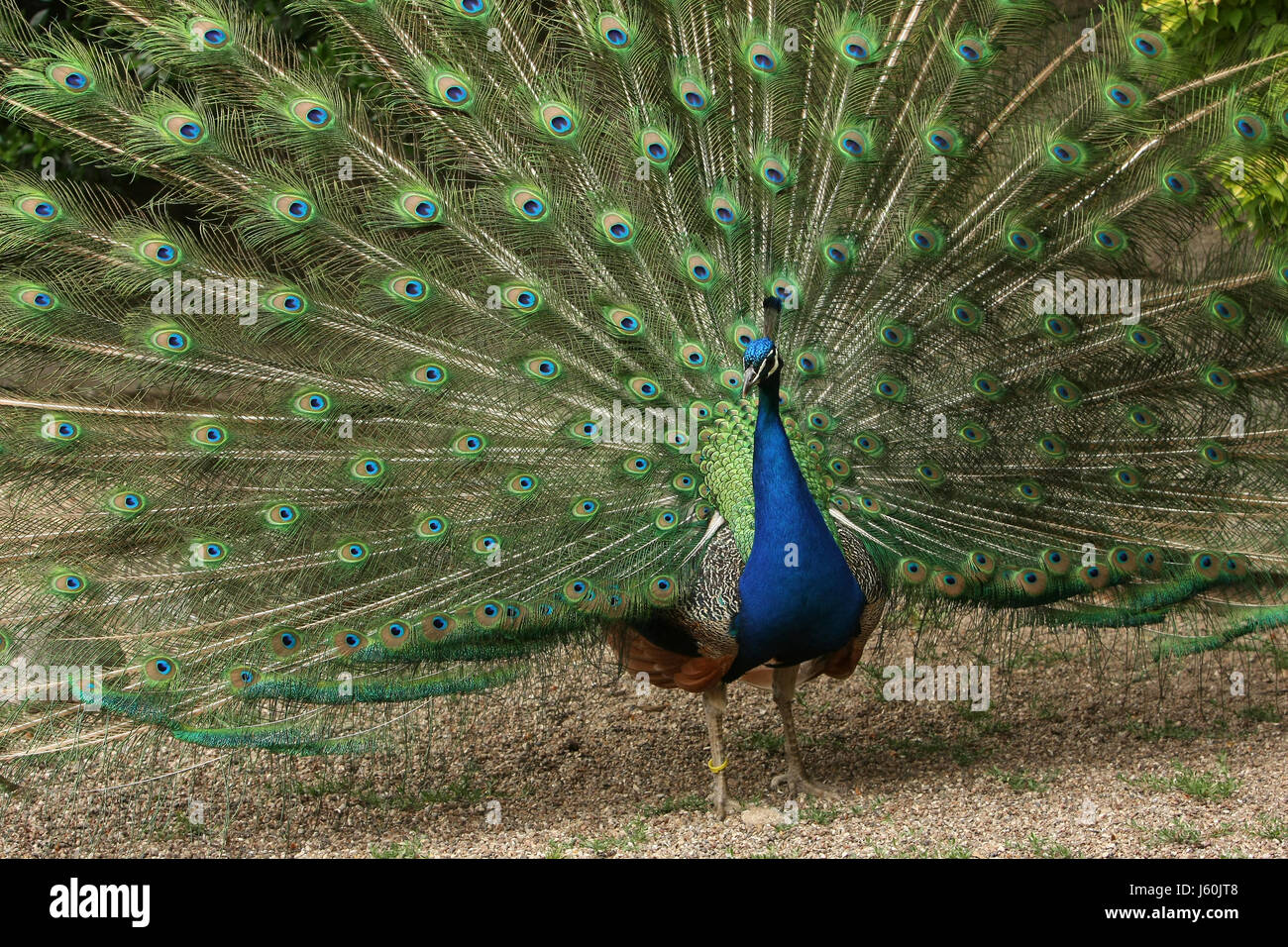 Blauer Vogel grün gefärbt bunte wunderschöne vielfältige farbenprächtige Vögel Stockfoto