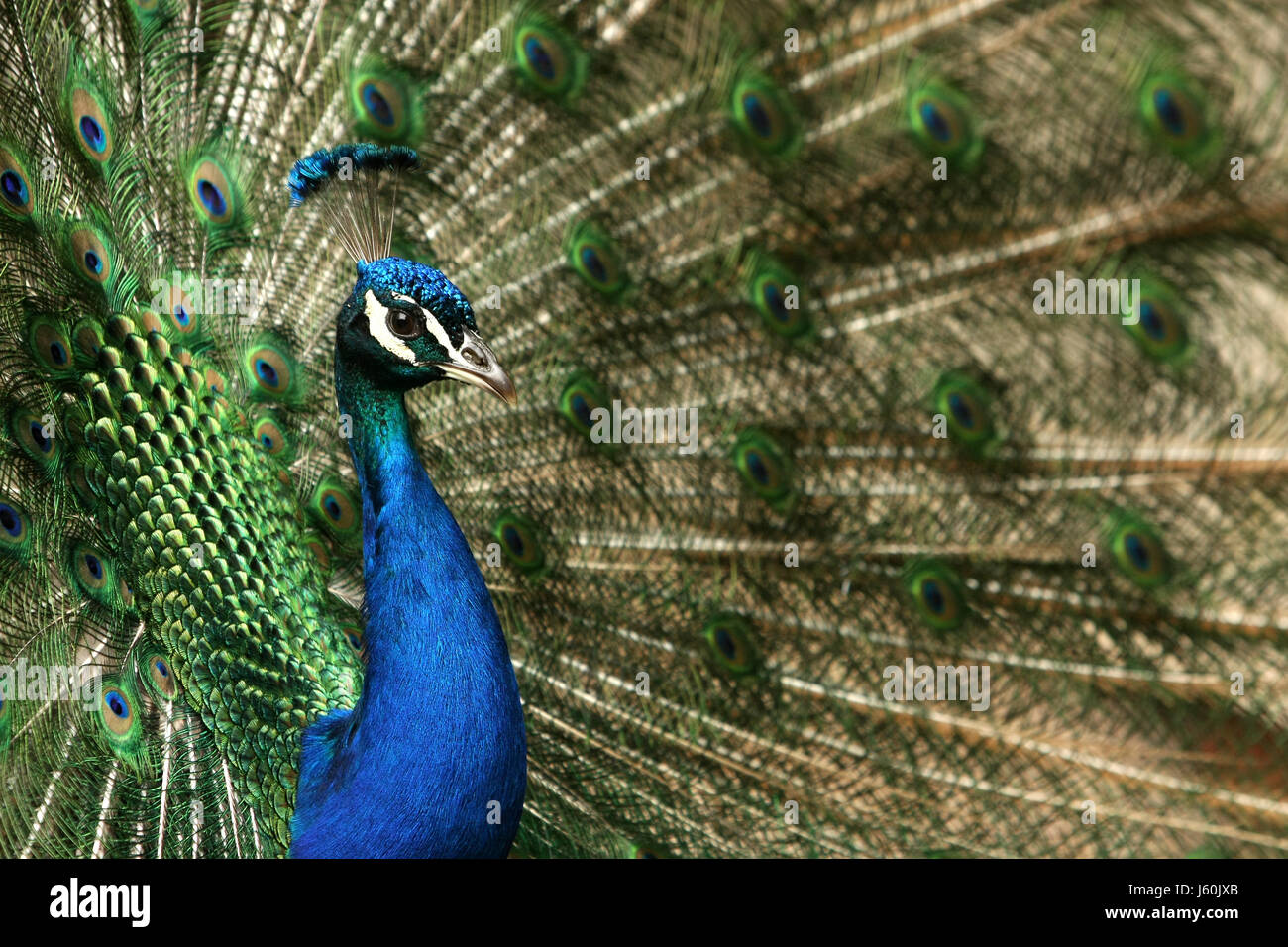 Blauer Vogel grün gefärbt bunte wunderschöne vielfältige farbenprächtige Vögel Stockfoto