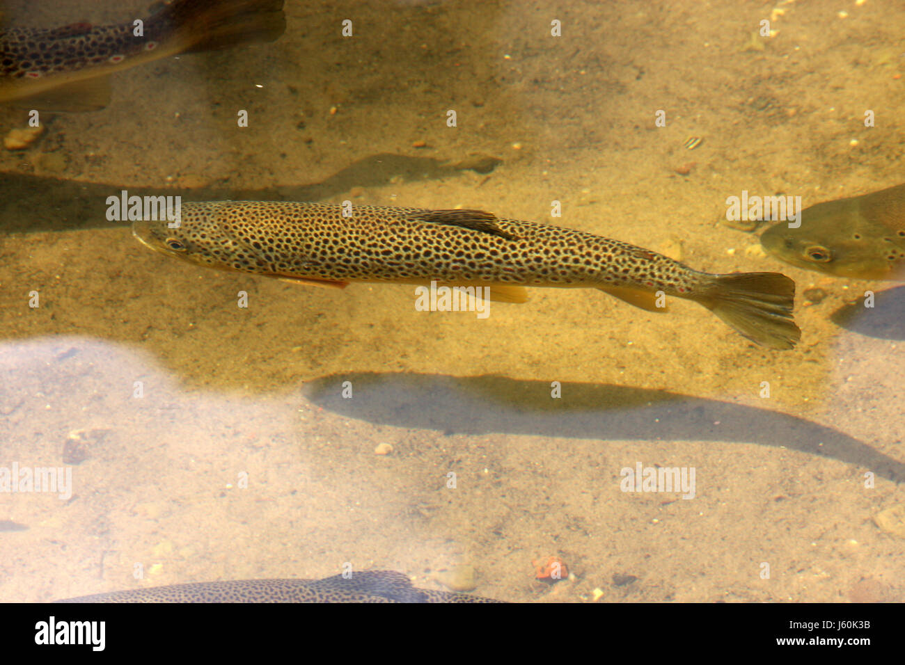 Fisch Schwimmt Senkrecht Was Tun tierische Fisch Forelle Bachwasser Schwimmen Schwimmen Schwimmen