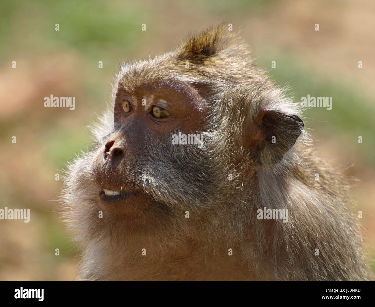 Porträt-Affen Augen Primaten sieht Makro Nahaufnahme Makro Aufnahme hautnah Stockfoto