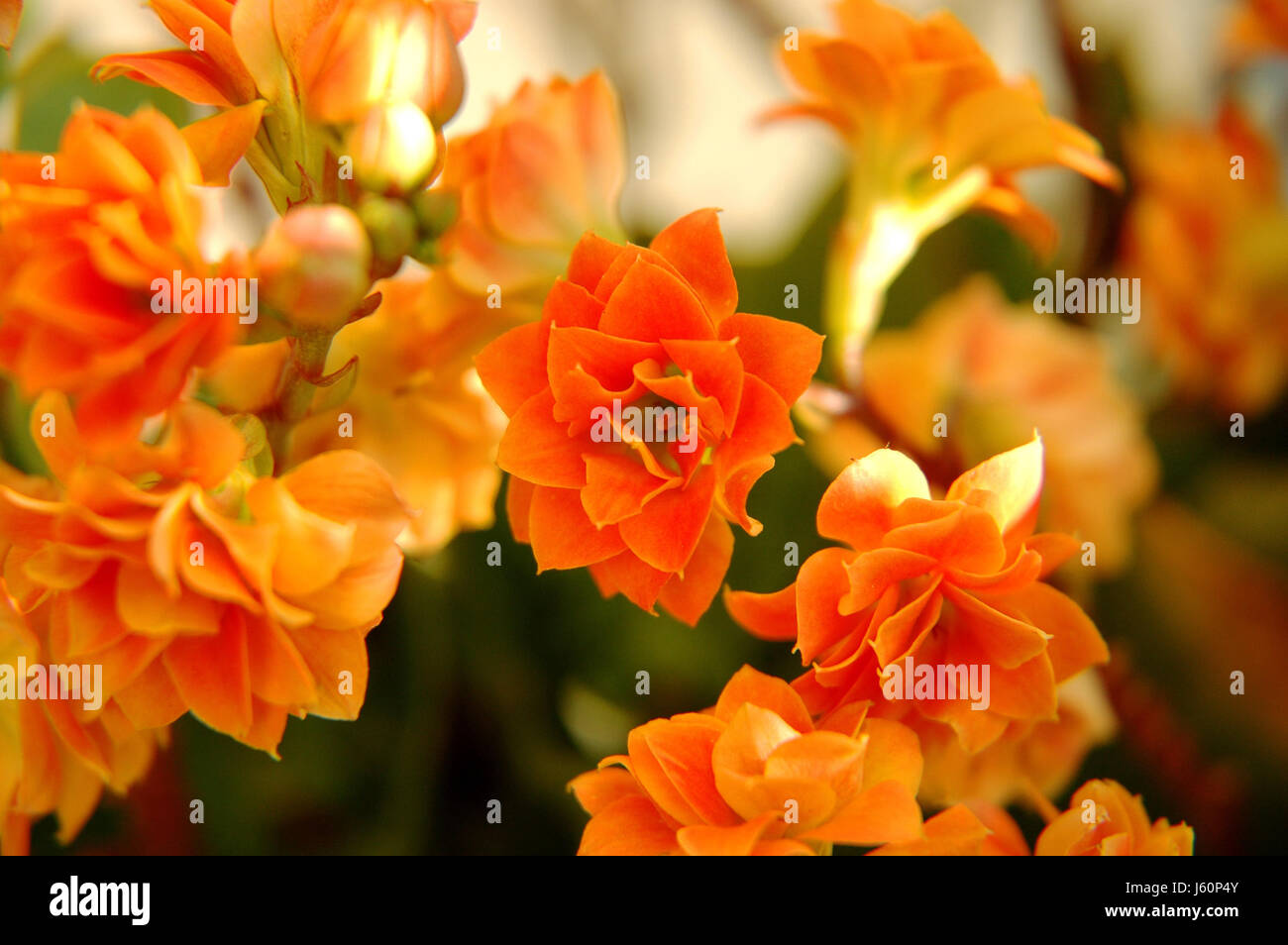 Blüte Blüten gedeihen blühende Blume Blumen Pflanzen Flora Sonnenlicht orange Stockfoto