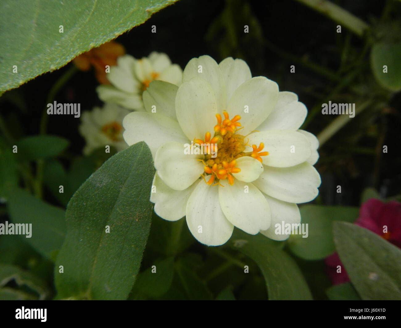 Dieses Bild zeigt eine Vielzahl von Pflanzen wie Salvia, Aster, Zwergsonnenblumen und Zinia, die in Bulacan, Philippinen, angebaut werden. Die Region ist bekannt für ihre reiche Flora und landwirtschaftliche Produktion, wobei diese Pflanzen zur lokalen Artenvielfalt und zum Gartenbau beitragen. Stockfoto