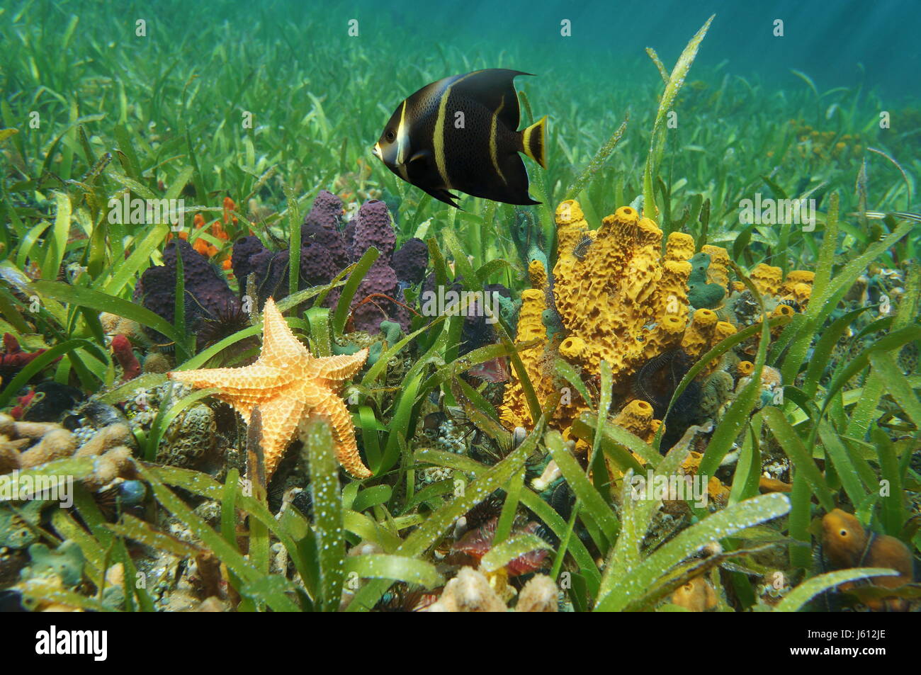 Farbenfrohe Unterwasserwelt unter Wasser in der Karibik auf einem grasbewachsenen Meeresboden mit Schwämmen, ein Seestern und eine tropische Fische Kaiserfisch Stockfoto