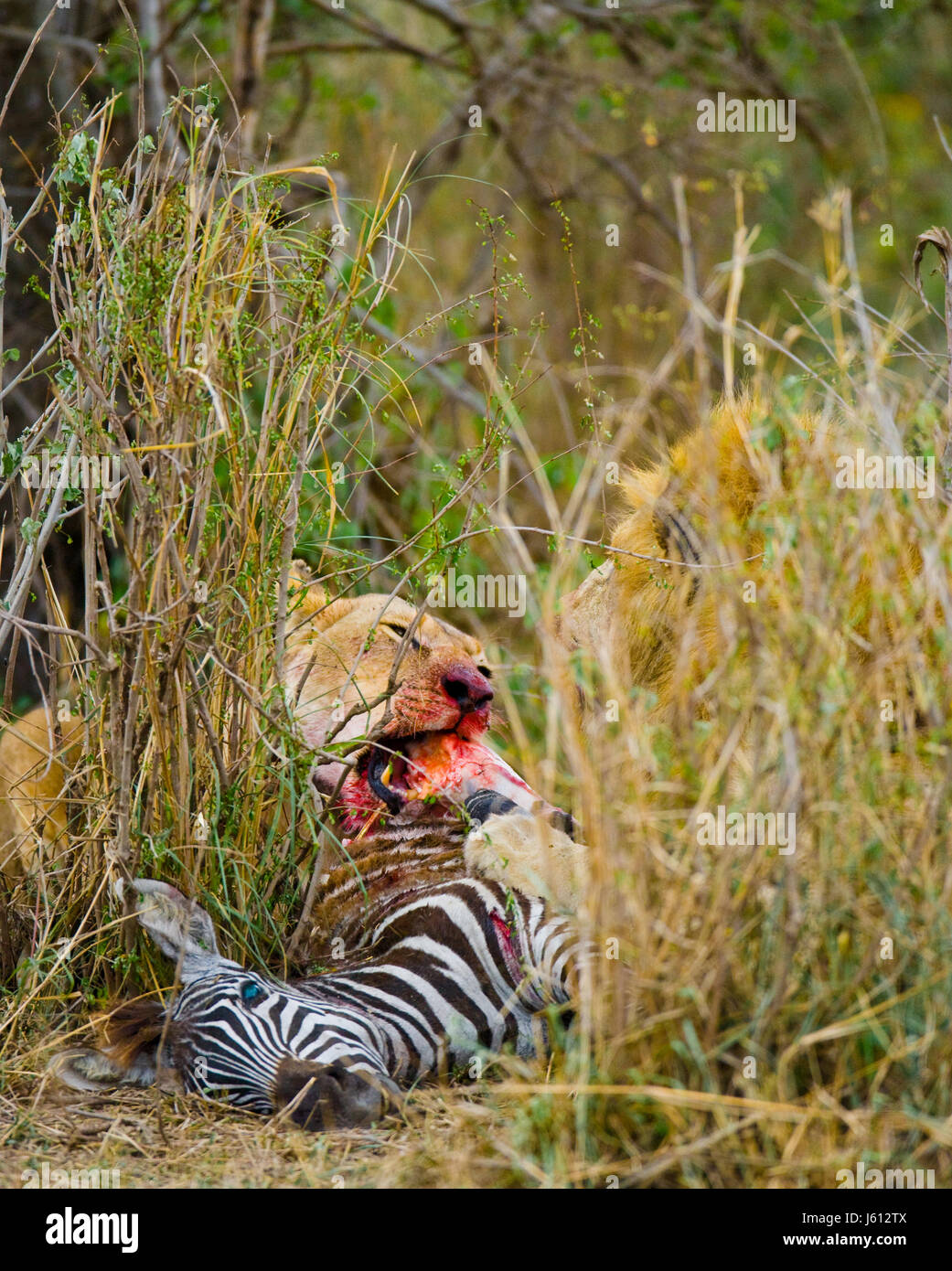 Löwe isst tödliches Zebra. Nationalpark. Kenia. Tansania. Masai Mara. Serengeti. Stockfoto