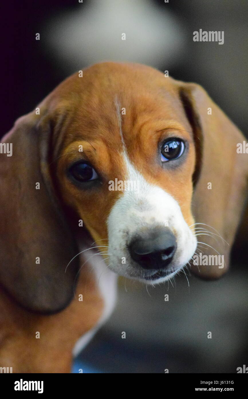 Basset Hound/Dackel mix Welpe mit 8 Wochen Stockfoto