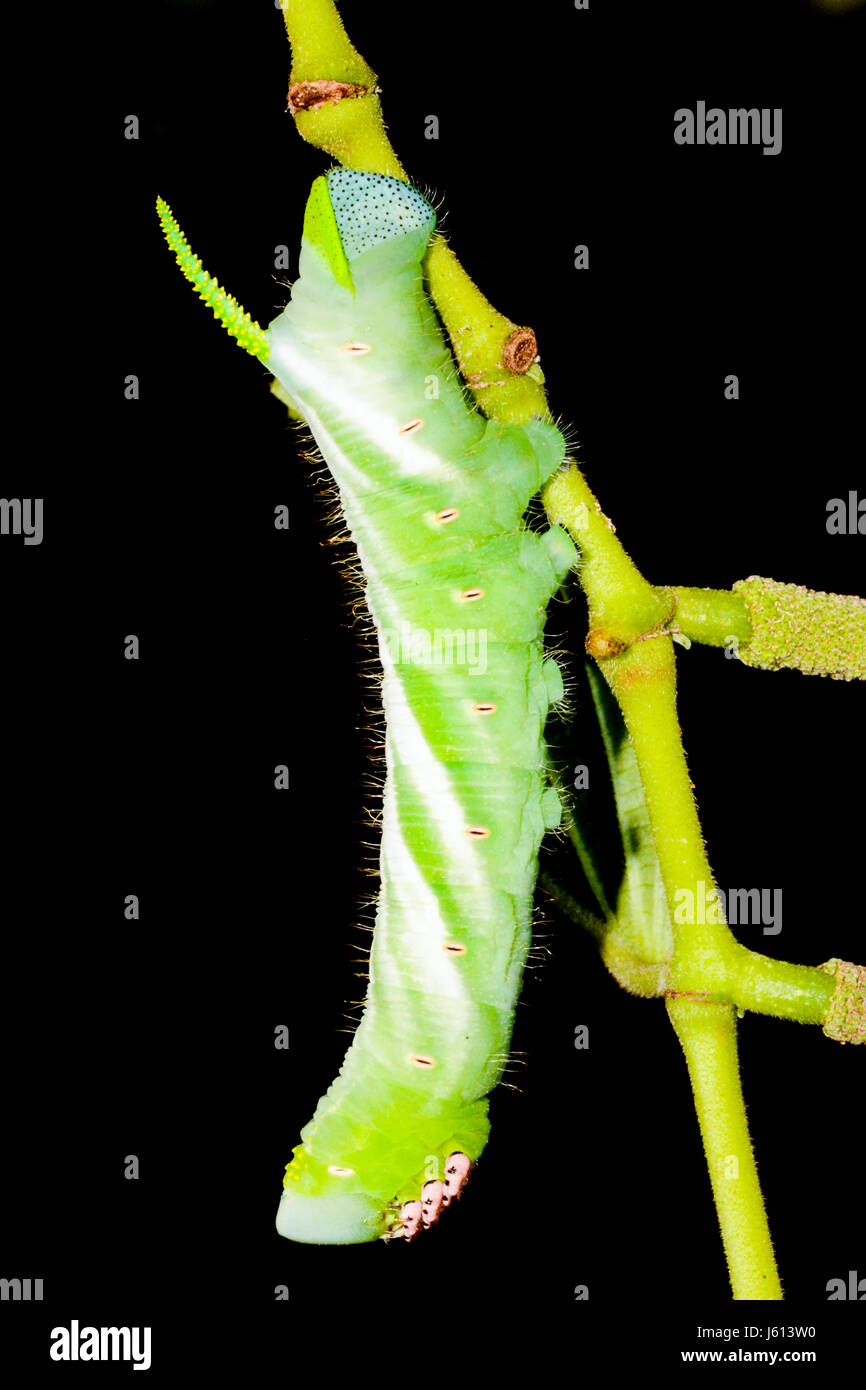 Fünf-spotted Hawk Moth Larve auch eine Tomaten-Hornworm Stockfoto