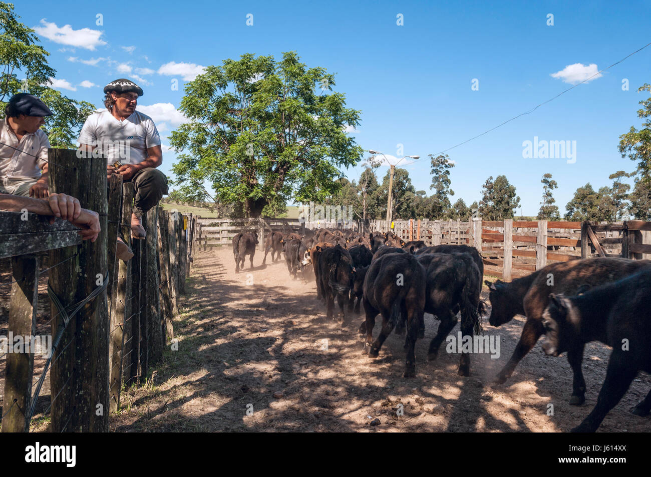 Tacuarembo, Uruguay - 25. Oktober 2012: Gauchos beobachten wie eine Herde von jungen Bullen Kälber zu den Auktionen geht.  Gaucho ist ein Bewohner des südlichen Ameri Stockfoto