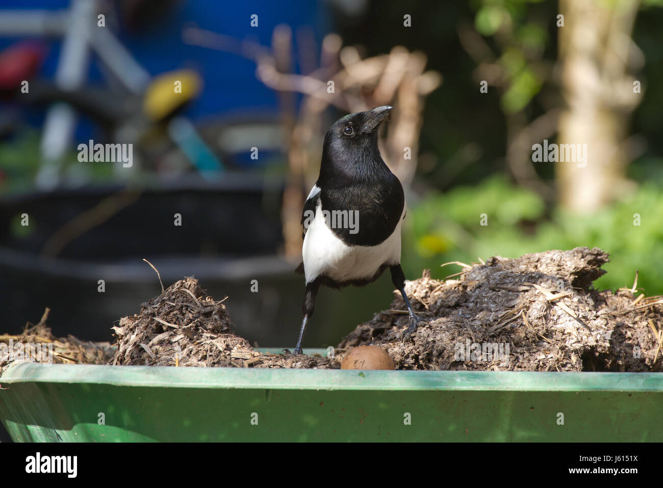 Elster auf Schubkarre von Kompost im Garten Stockfotografie Alamy