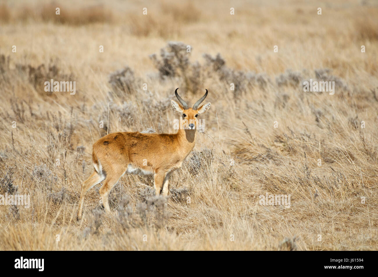 Afrika, Äthiopien, Dinsho, Bale Mountains. Bohor andere. Stockfoto