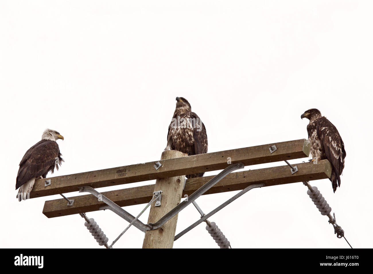 Weisskopfseeadler British Columbia männliche, weibliche und Jugendliche Stockfoto