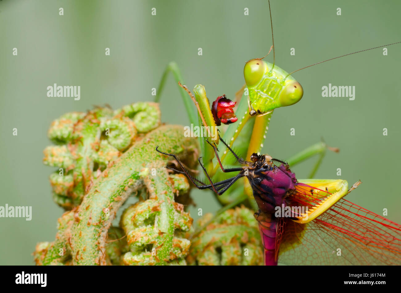 Praying Mantis Fütterung auf Libelle. Hierodula.SP Lebensraum in Malaysia Stockfoto