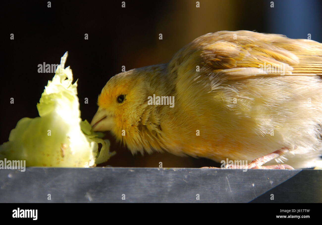 Vogel Vögel Kanarische Vogelfutter Salat essen Frühstück Frühstück Kanaren Haustier Vogel Stockfoto