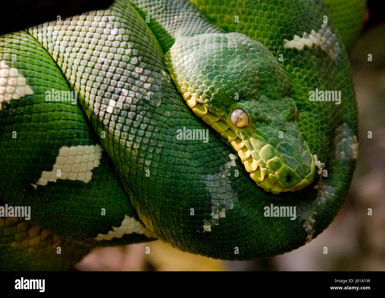 Reptil Grune Schlange Regenwald Regenwald Tropen Giftig Giftig Warten Warten Stockfotografie Alamy