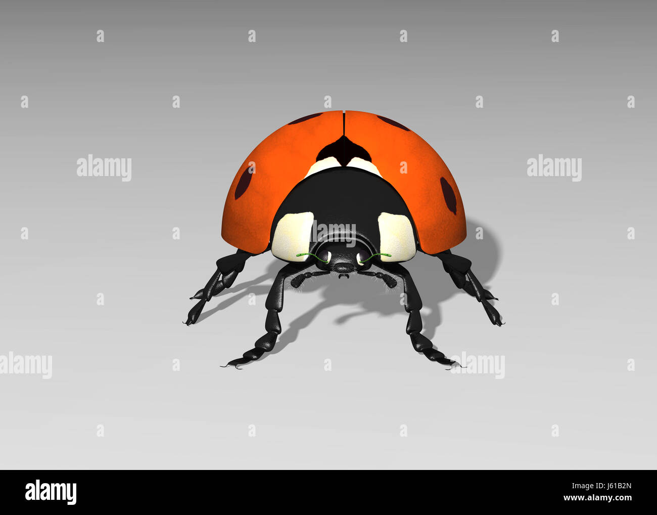 Marienkäfer-front Stockfoto