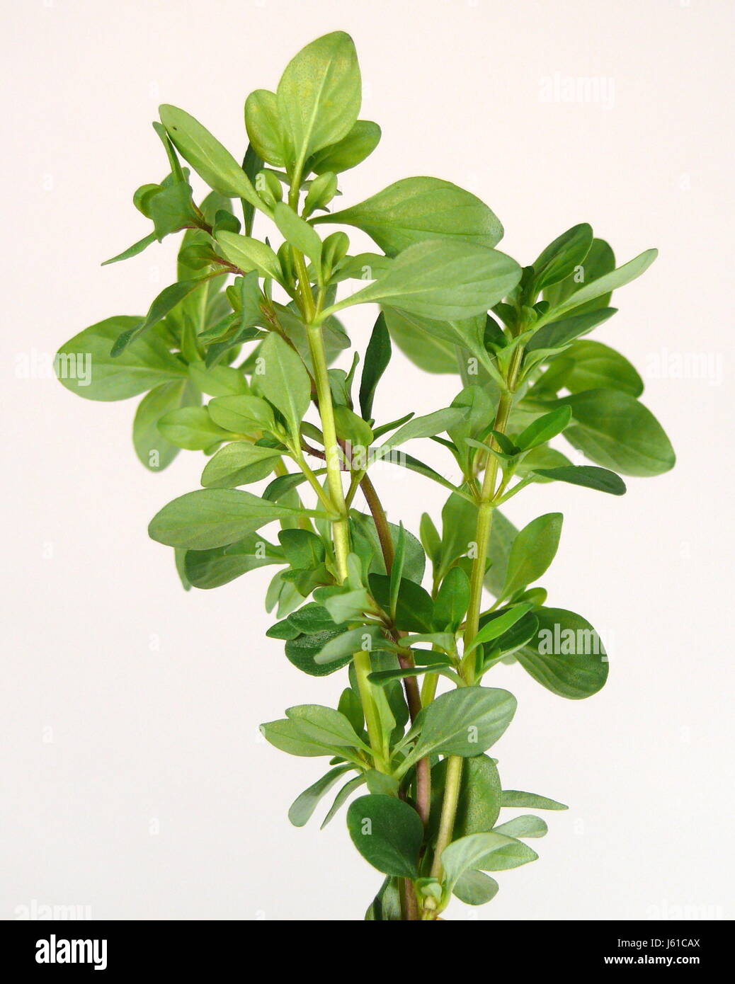 Gewürz Heilpflanze Thymian frische Kräuter Gewürz Strauch Kraut Heilpflanze  Stockfotografie - Alamy