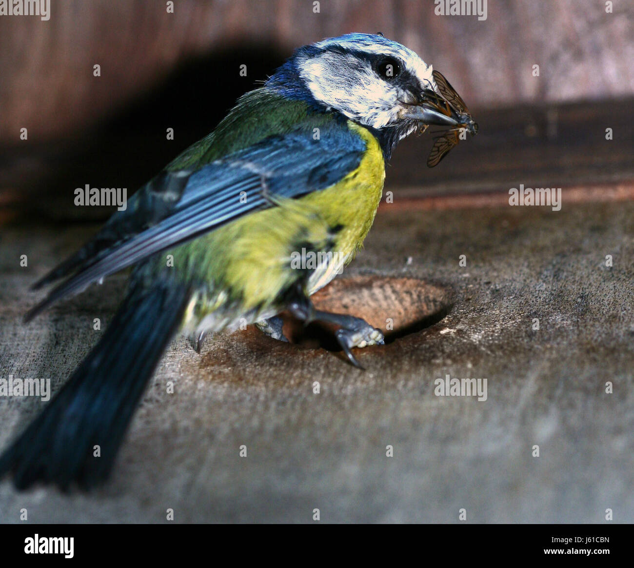Insekt Vogel Vogel Nisten Randscharfe Feed Meise Blau Blue Tit