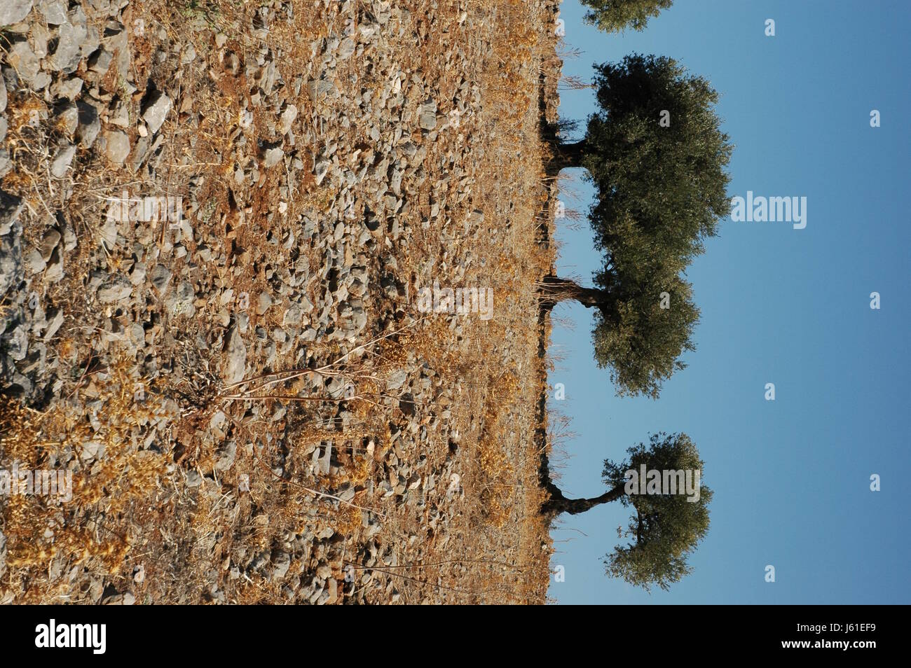 Baum Bume Griechenland Wasser Mittelmeer Salzwasser Meer Ozean Sd- Olivenbaum Stockfotografie - Alamy