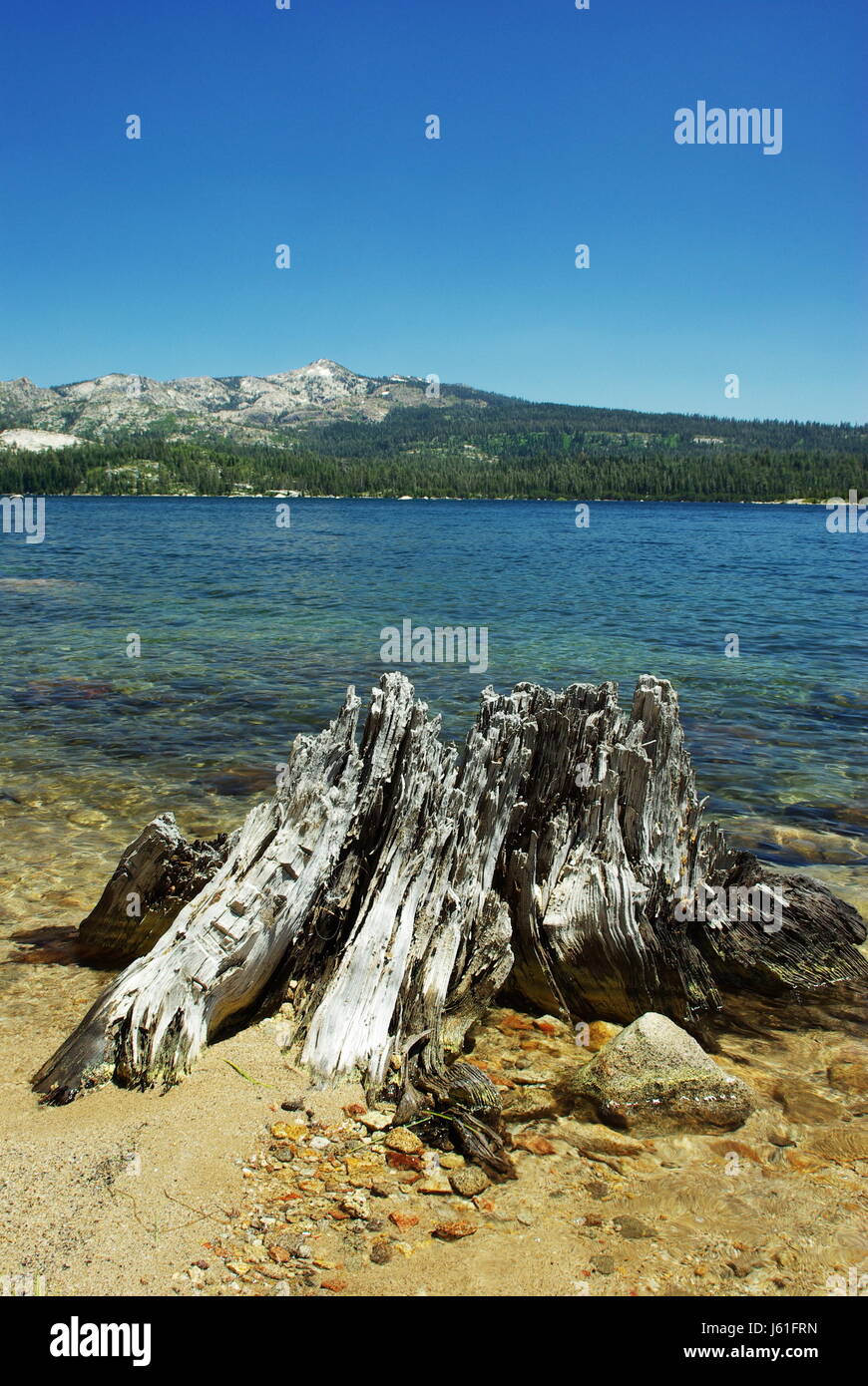 Baum Bäume Kiefer California Nevada Loon Süsswasser Seewasser Binnengewässer Stockfoto