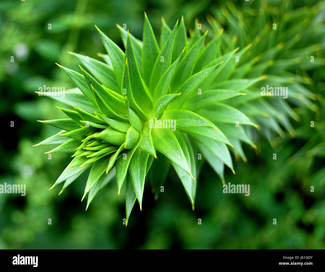 Detail Garten Gärten Tanne Natur Baum Grün Detail Eintritt