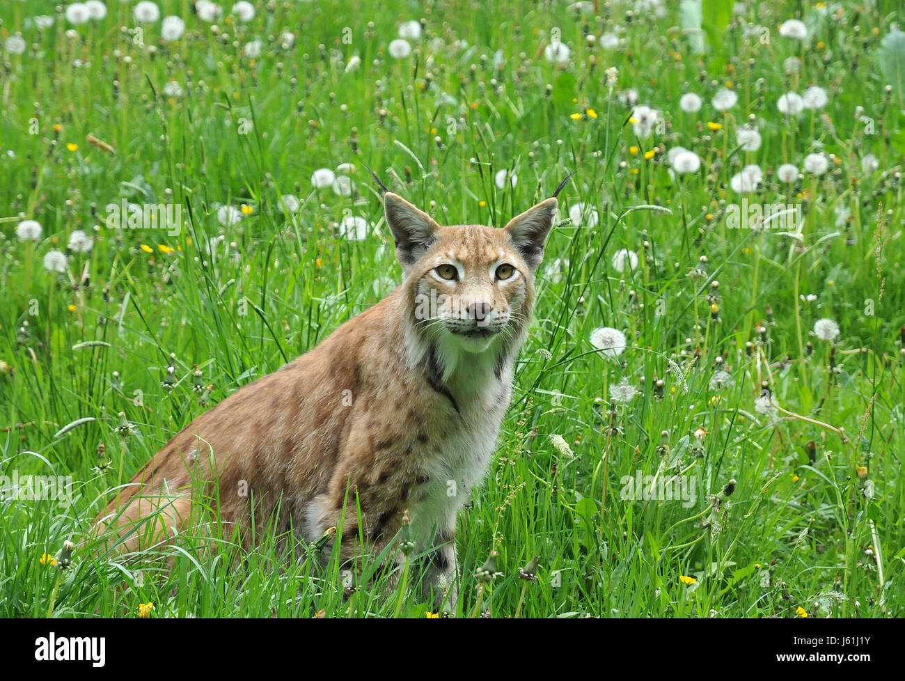 Löwenzahn Stockfoto