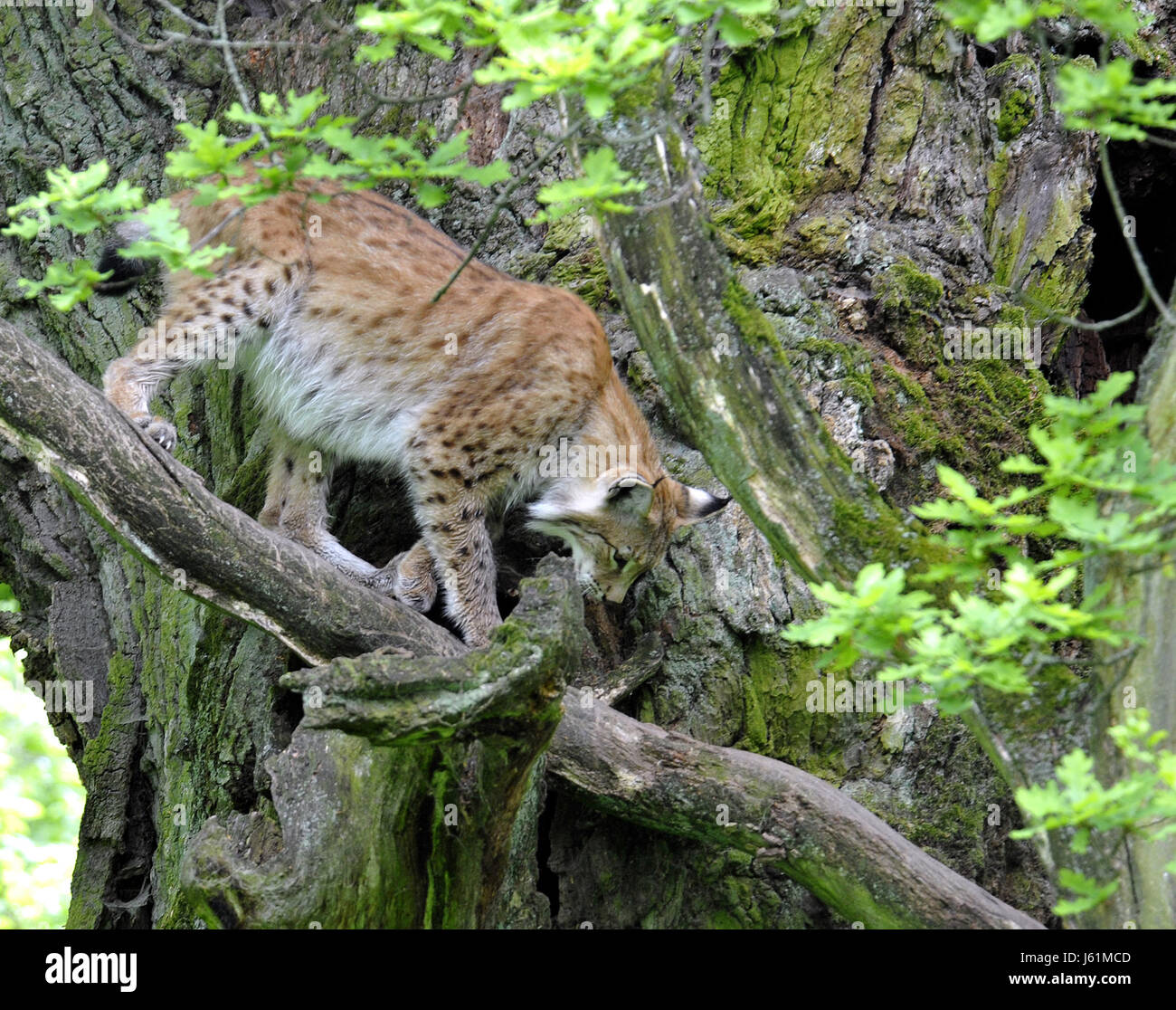 in der Struktur... Stockfoto