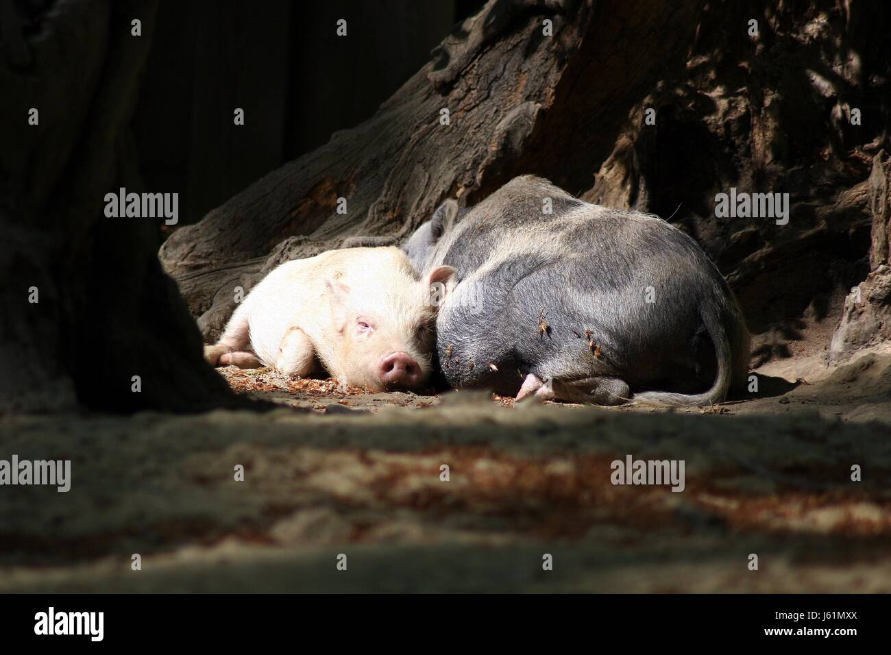 Schlaf schlafen kuscheln warm Ferkel Schweine Haustier Holz gemütliche Höhle lax Vieh knutschen Stockfoto