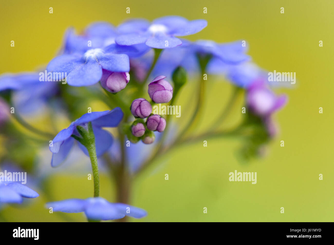 blaue Makro Nahaufnahme Makro Aufnahme Nahaufnahme Blick Blume Pflanze Sommer Stockfoto