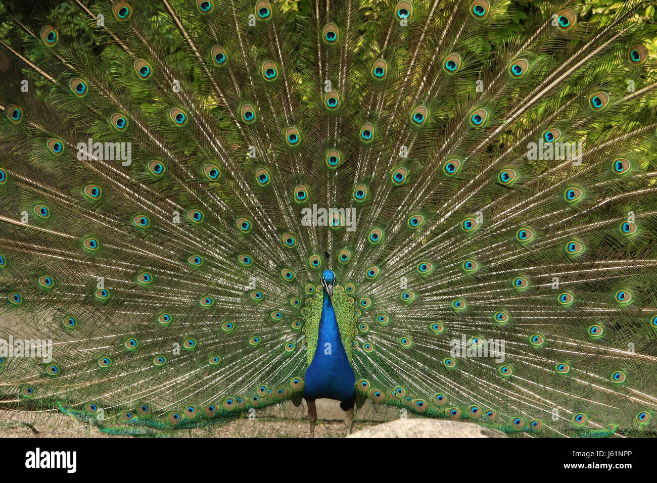 Pfau Stockfoto