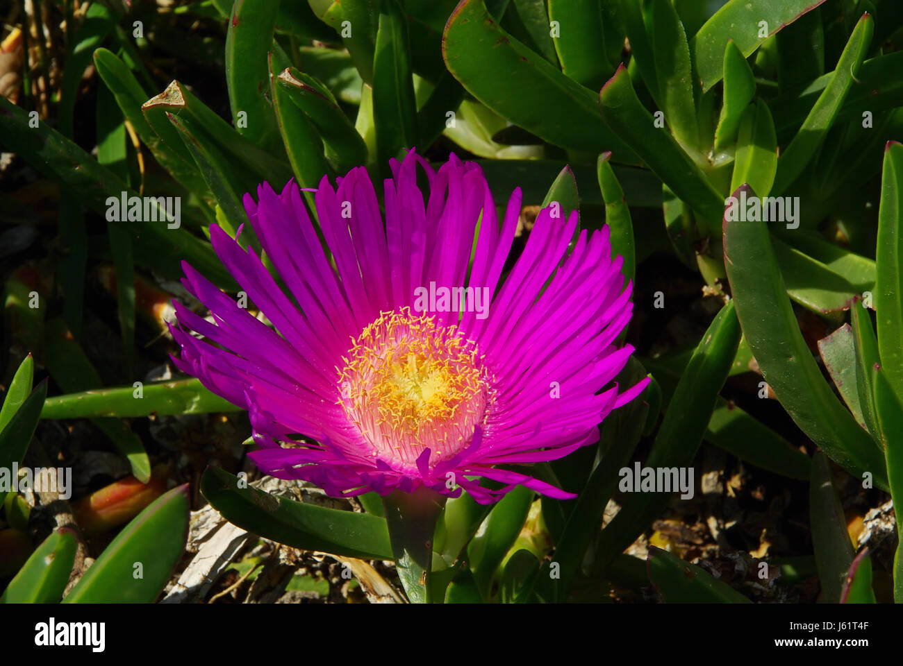 Blume Pflanze essbar Blume Pflanze Blüte Blüte gedeihen blühende Strand  Stockfotografie - Alamy