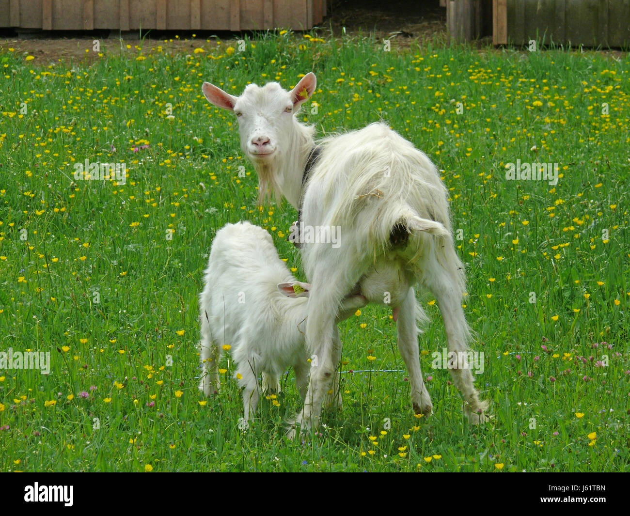 Tier Tiere Ziege saugen junge Tierfarm Tier Kind Welpen säugen Haustier Haustiere Stockfoto