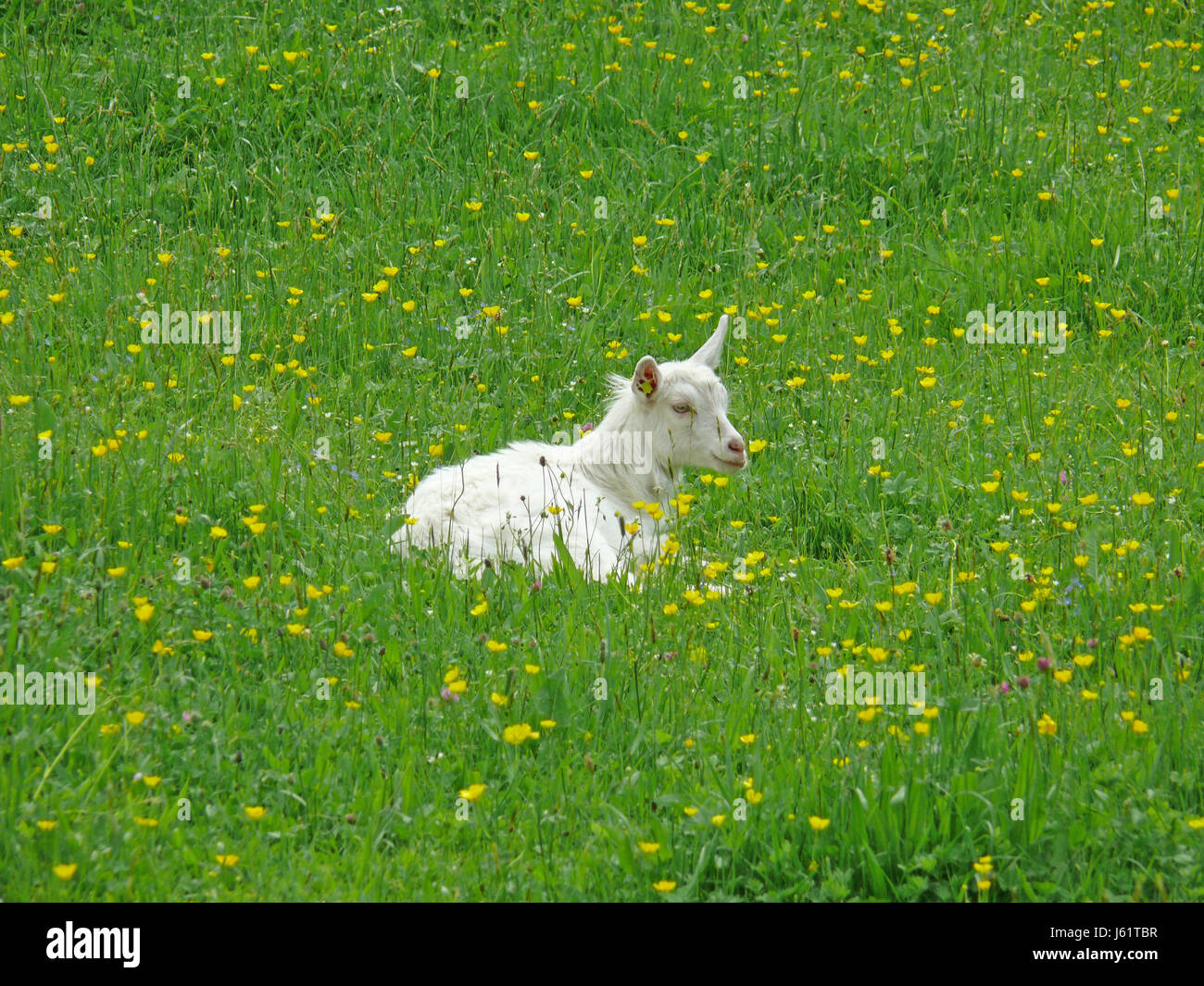 Tier Tiere Ziege junge Tierfarm Tier Kind Welpen Haustier Haustiere Wiese weiden Stockfoto