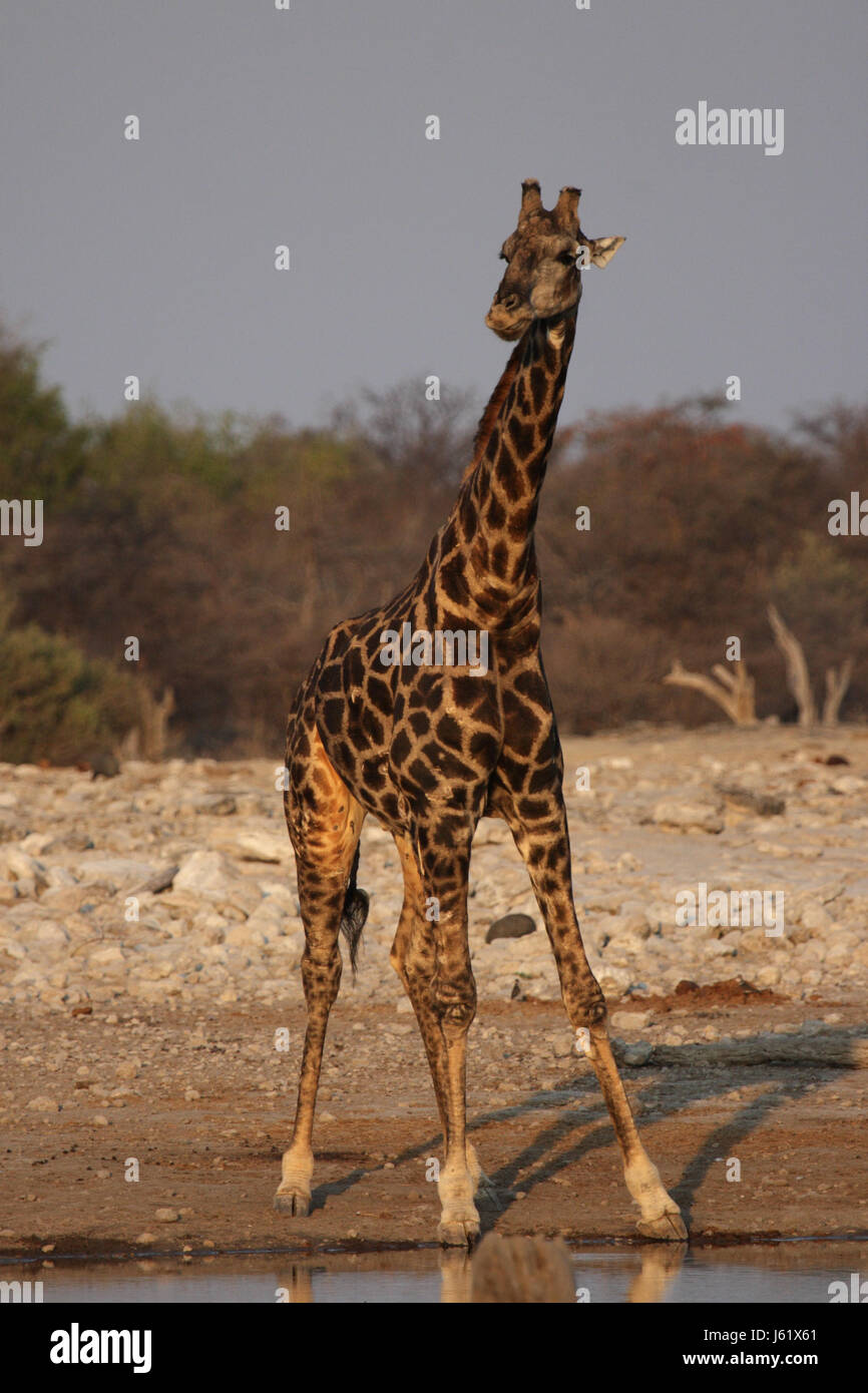 Giraffe an der Wasserstelle Stockfoto