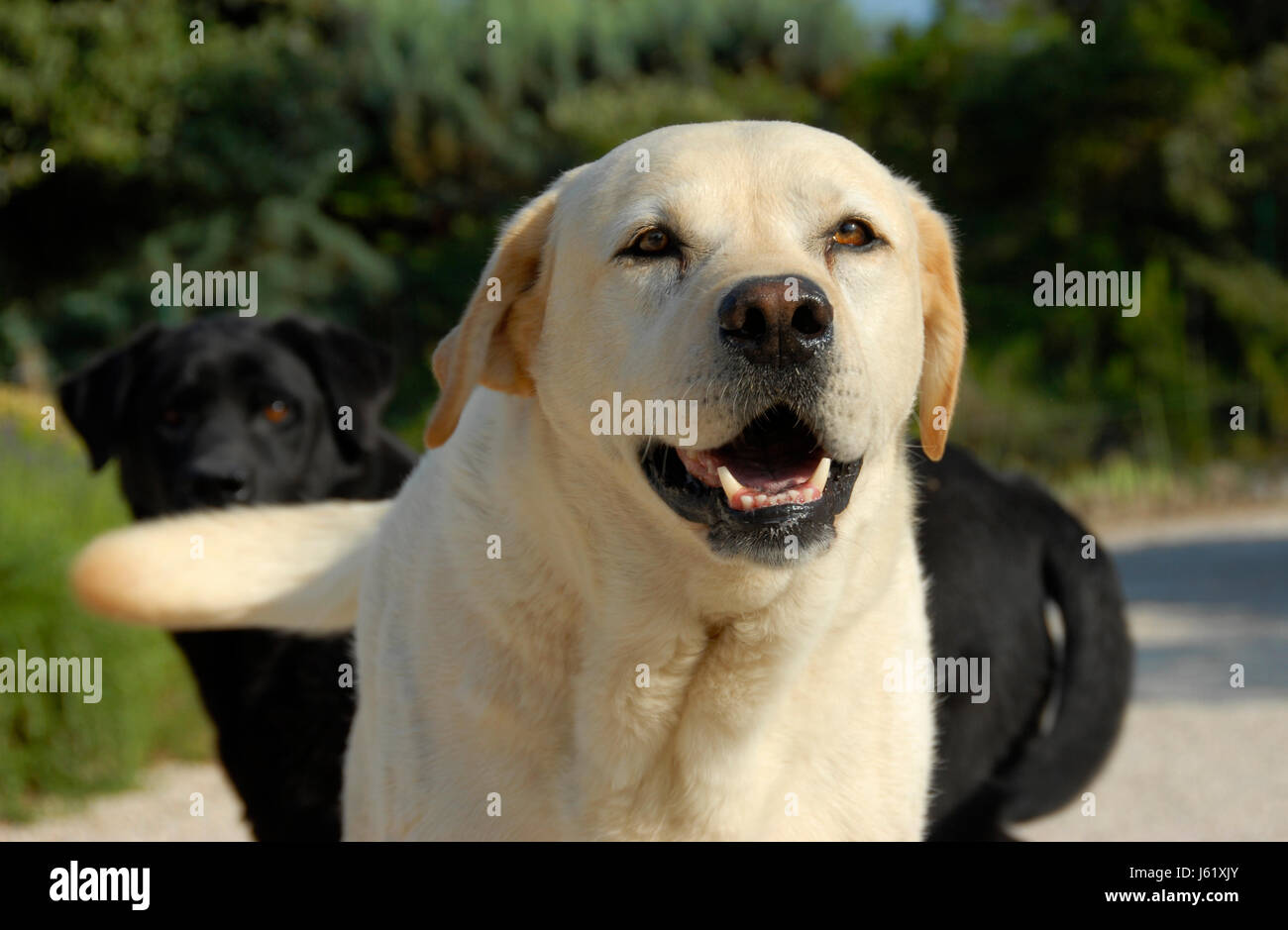Haustier Hund reinrassige Labrador Jagd Jagd Garten Tier Säugetier Blume Pflanze Stockfoto
