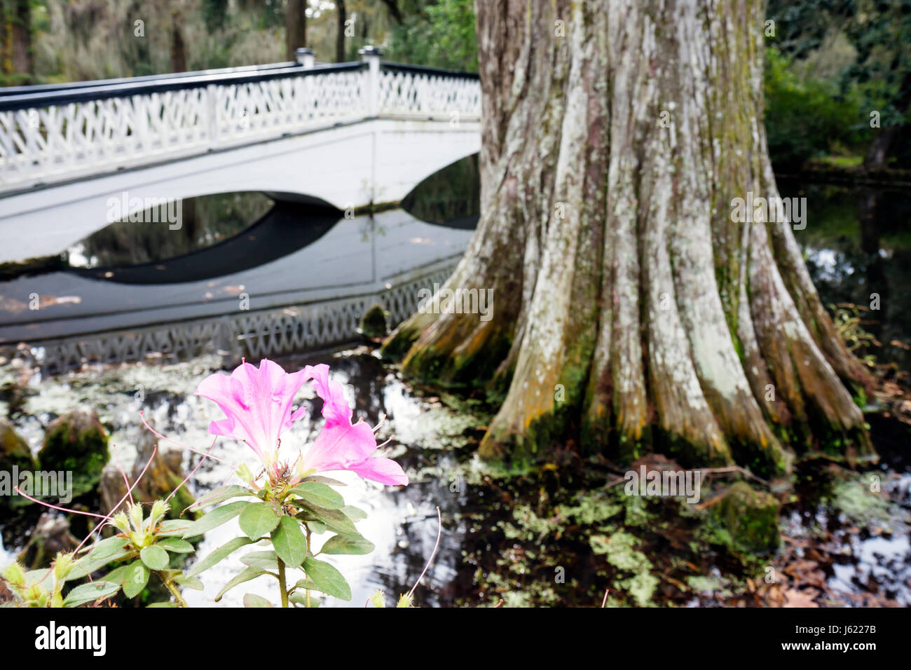 Charleston South Carolina, Lowcountry, Ashley River Road, Magnolia Plantation & Gardens, 1676, Kulturerbe, lange Brücke, See, rosa Blume, Zypresse, SC091121031 Stockfoto