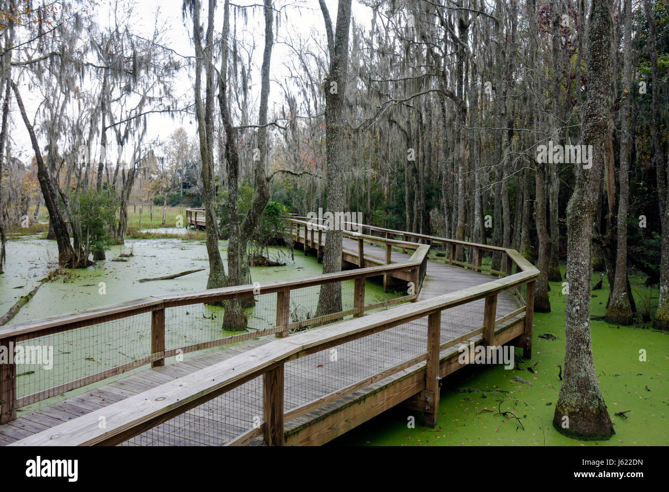 Charleston South Carolina, Lowcountry, Ashley River Road, Magnolia Plantation & Gardens, 1676, Ökologie, Audubon Swamp Garden, Schwarzwasser-Zypresse & tupelo sw Stockfoto