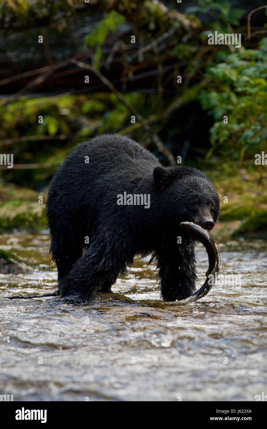 Kermode Bär (Ursus Americanus Kermodei), auch bekannt als der "Spirit Bear", British Columbia Stockfoto