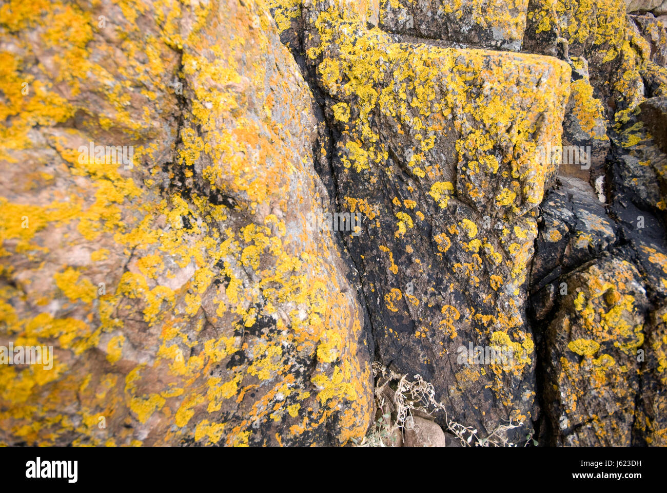 Stein Stein Moos Zopf flechten Granit Zopf gelb Natur Makro Nahaufnahme Makro Stockfoto