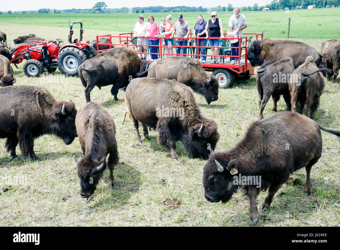 Valparaiso Indiana, Wheeler, Broken Wagon Bison, Gruppe, roter Traktor, Herde, Ranch, Farm, Rinder, Weiden, Tier, braun, zotteliges Fell, Agrotourismus, Erwachsene Mann m Stockfoto