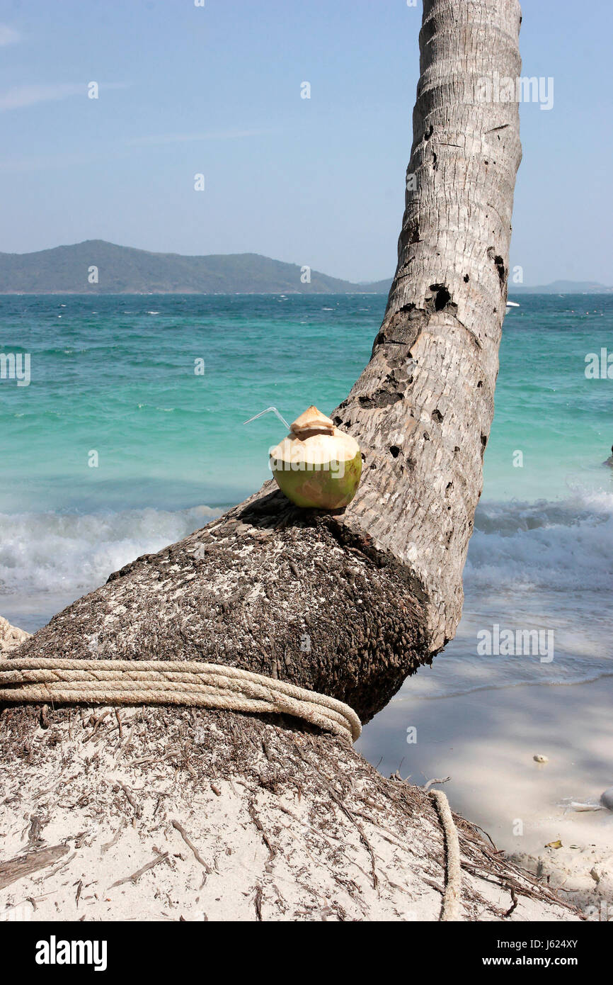 Stamm Obst palm Tree Salzwasser Meer Ozean Wasser Kokosnuss genießen drink Stockfoto