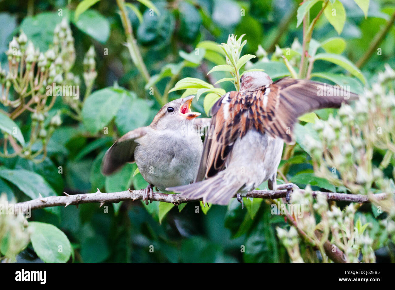 19 Mai, 2017. UK Wetter. Ein jugendlicher Haussperling (Passer domesticus) bettelt um Essen an einem bewölkten Nachmittag in East Sussex, UK Credit: Ed Brown/Alamy leben Nachrichten Stockfoto