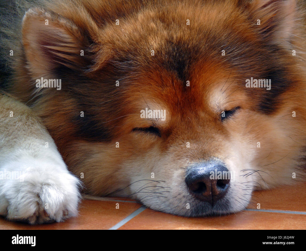 Traumschlaf Hund schlafen Faulenzer Schläfer Entspannung Porträt Auge Orgel Traum Stockfoto
