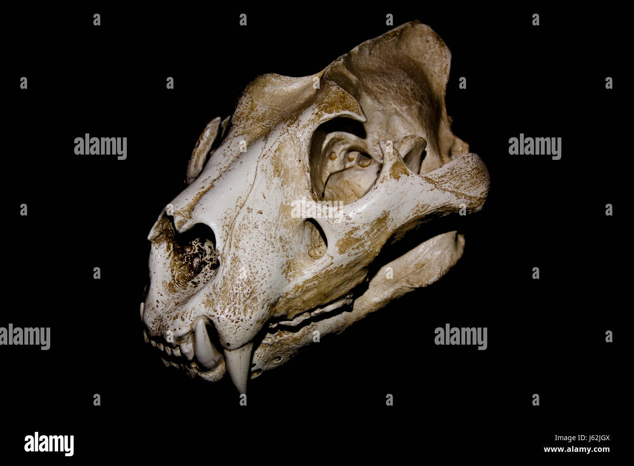 Zähne Katze Raubkatze Raubkatze Tiger Totenkopf Knochen Skelett Kopfprofil Makro Stockfoto