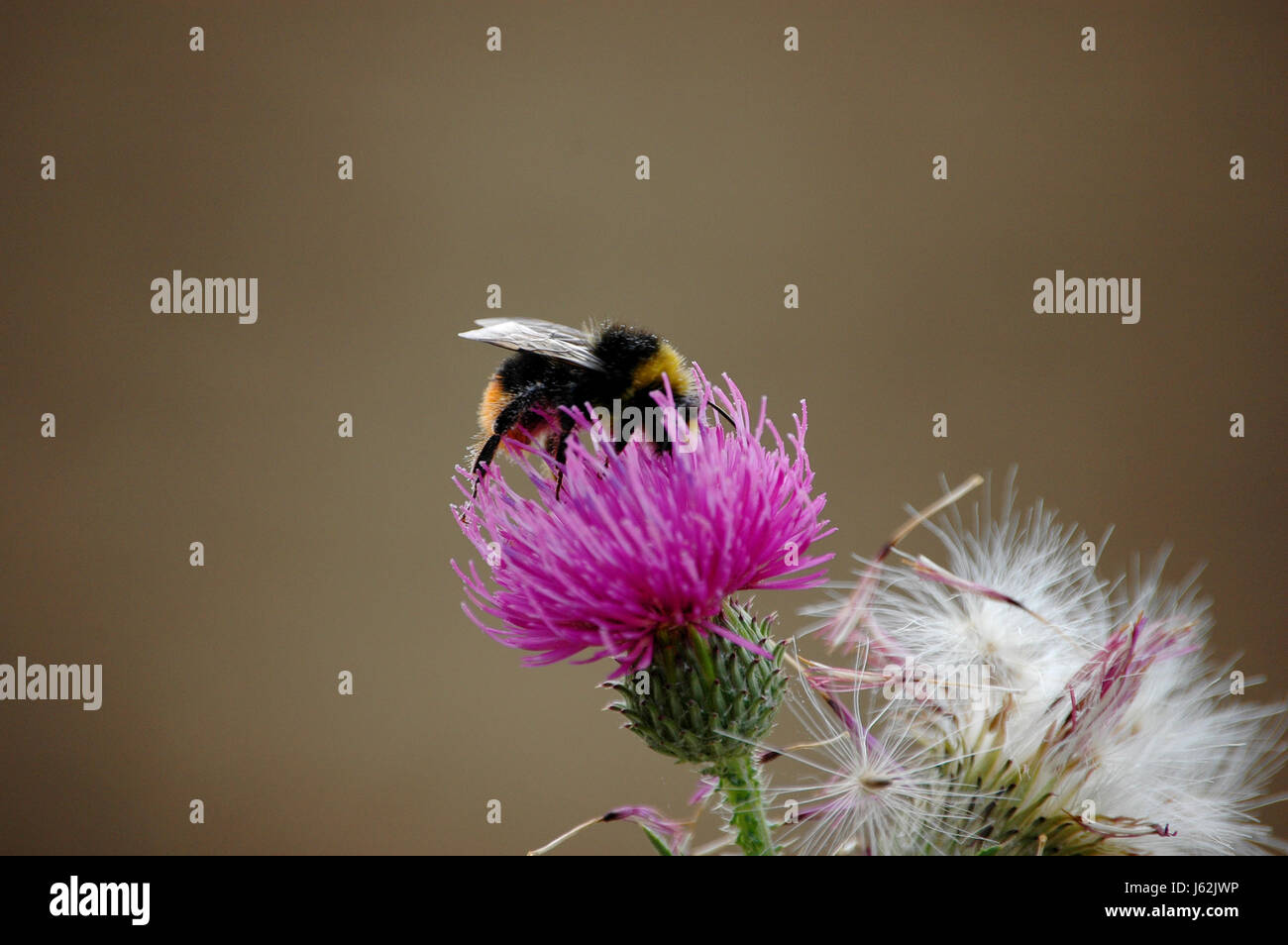 Makro Nahaufnahme Makro Aufnahme hautnah Ansicht Tier Insekt Hummel Distel Stockfoto