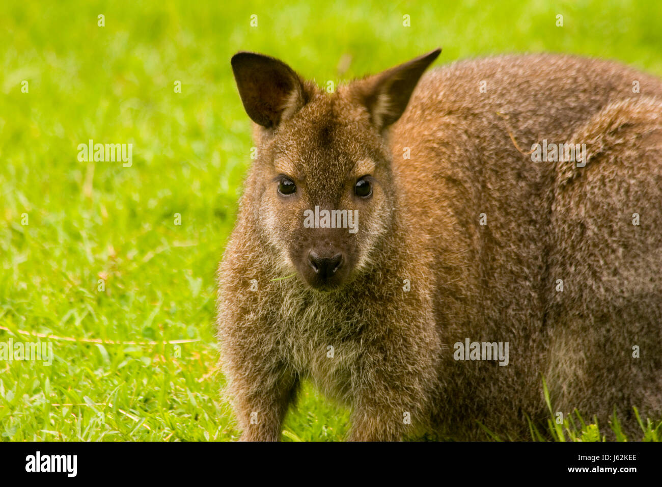 Australien Känguru Australien Känguruh Wallaby Bennett Macropus Rufogriseus Stockfoto