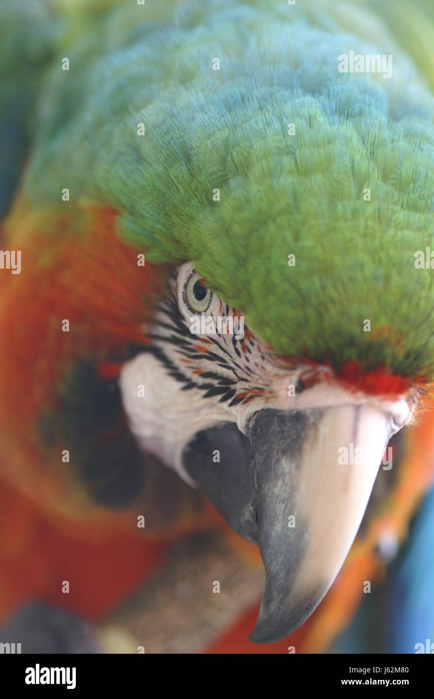 grüne Augen Orgel Schnabel Schnäbel Feder Papagei rot gelber Vogel grüne Augen Orgel Vögel Stockfoto