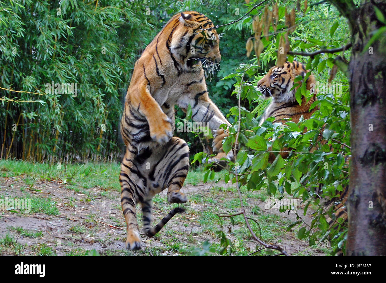 kämpfende Tiere Säugetier Katze Raubkatze Raubkatze Tiger Haut Raubtier zu kämpfen Stockfoto