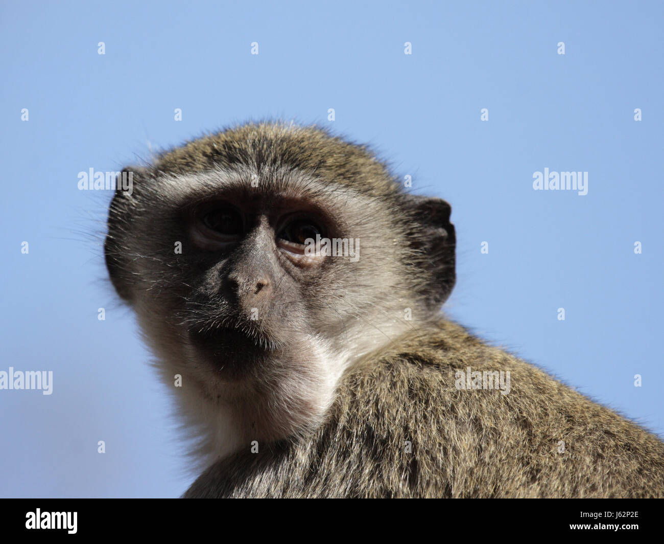 tierische Säugetier Afrika Affe Botswana Tier Säugetier neugierig neugierige nosy Afrika Stockfoto