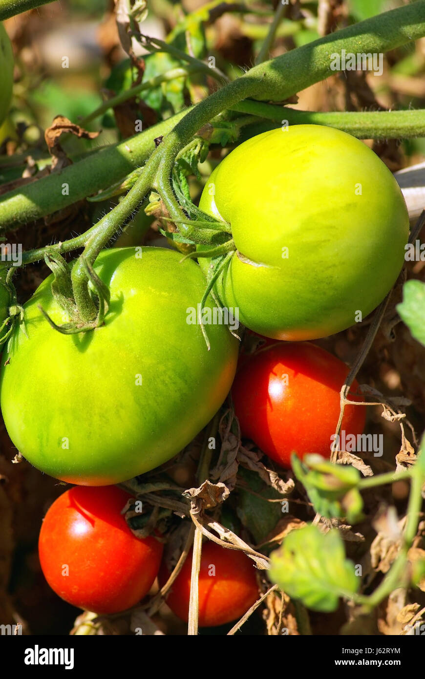 Landwirtschaft Landwirtschaft Gemüse vegetarische Tomaten Ernte Pflanze Lebensmittel Nahrungsmittel Stockfoto